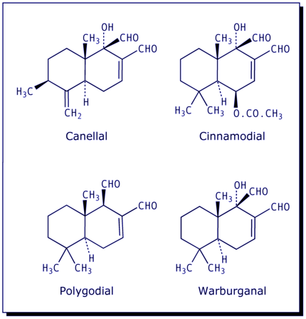 [Canellal, Cinnamodial, Polygodial, Warburganal]