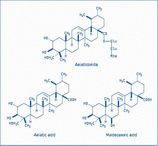 [The contact allergens Asiaticoside, Asiatic Acid and Madecassic acid from Centella asiatica]