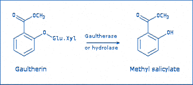 [Gaultherin, Methyl Salicylate]