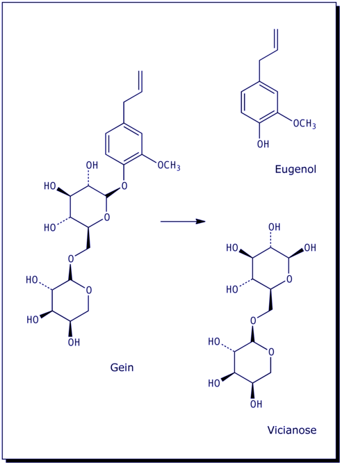 [Gein, Eugenol, Vicianose]