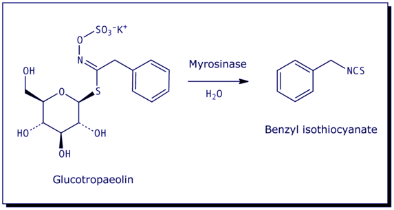 [Glucotropaeolin, Benzyl Isothiocyanate]