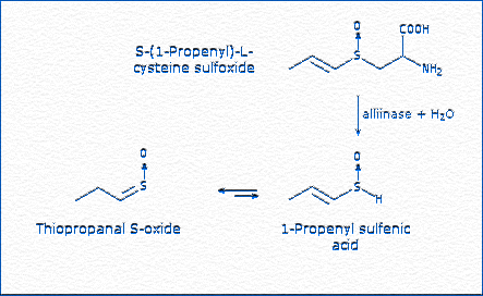 [1-Propenylcysteine sulfoxide / Thiopropanal S-oxide]