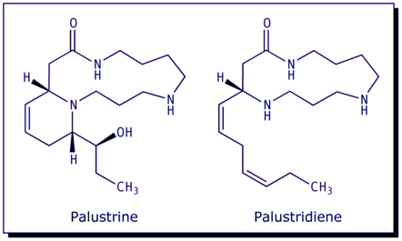 [Palustrine; Palustridiene]