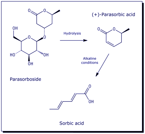 [Parasorboside, ParasorbicAcid, SorbicAcid]