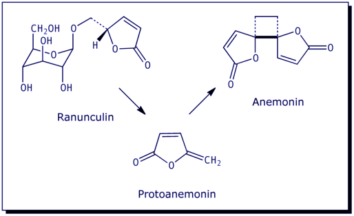 [Ranunculin; Protoanemonin; Anemonin]